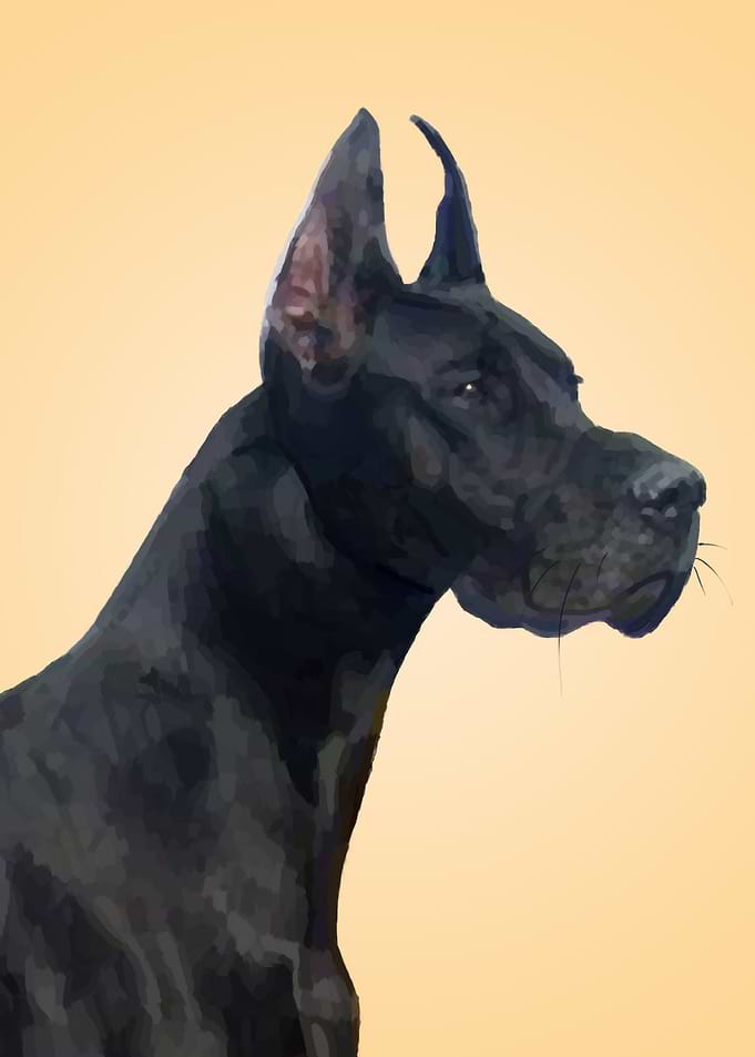 Great Dane Dog