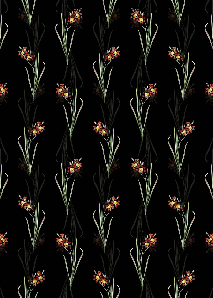 Ixia Tricolor Pattern