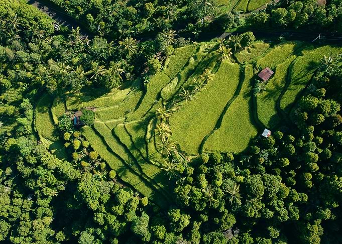 Balinese Rice Terrace