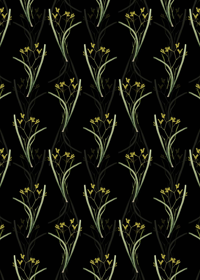 Black Anigozanthos Flavida