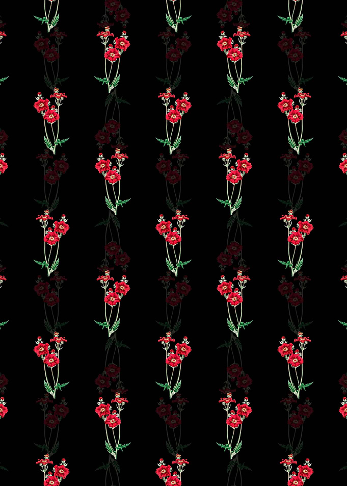 Black Chilian Guem Flower