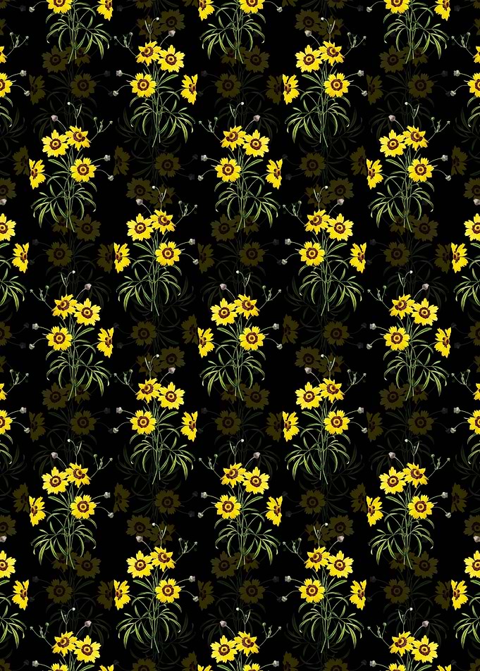 Coreopsis Elegans Pattern