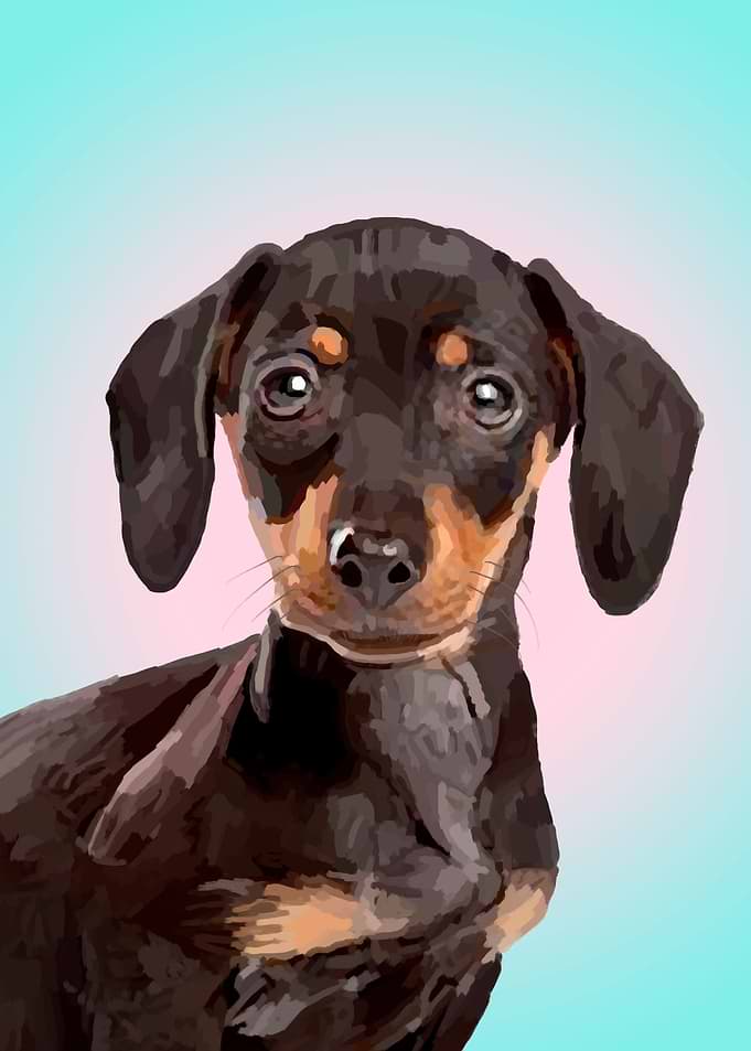 Dachshund Dog