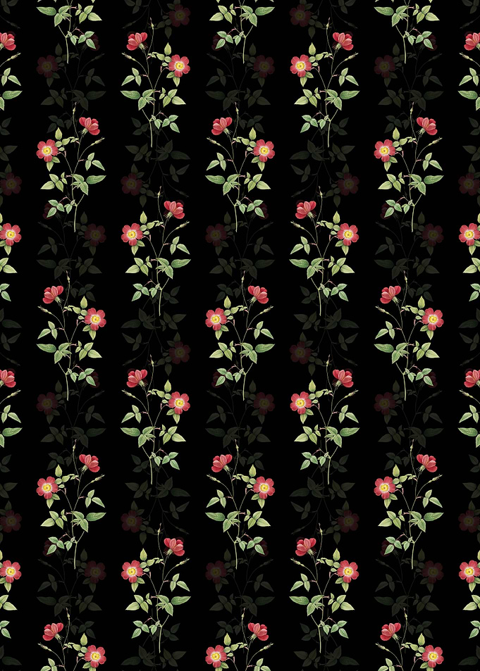 Indica Stelligera Rose