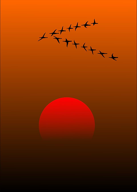 migratory birds