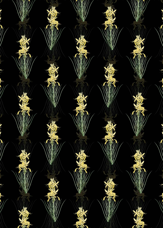 Yellow Asphodel Pattern