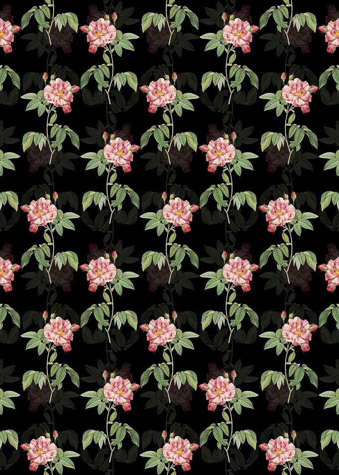 Variegated French Rose