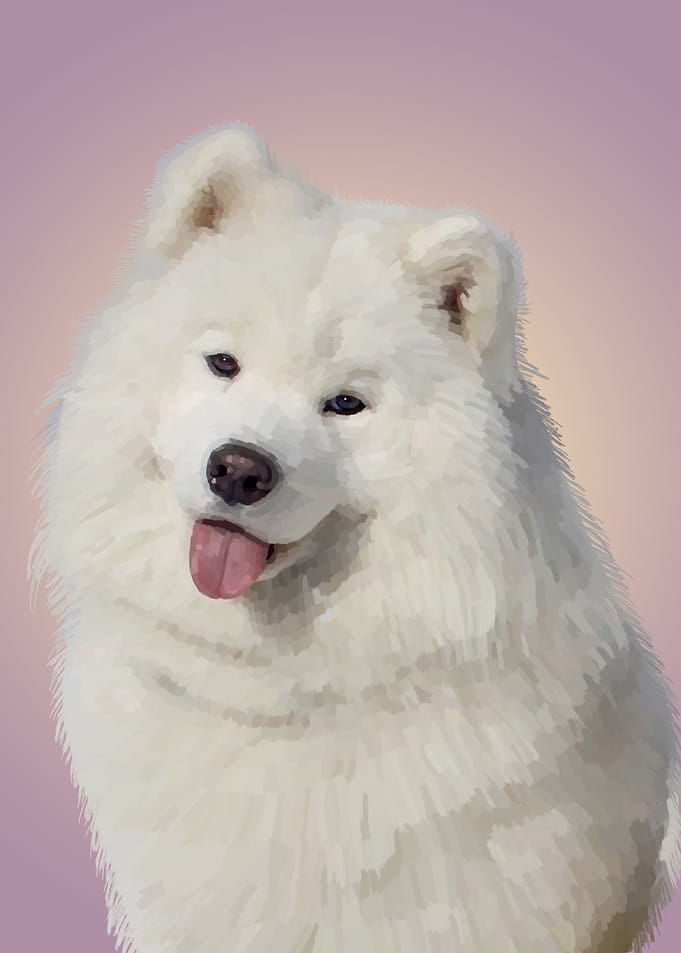 Samoyed Dog