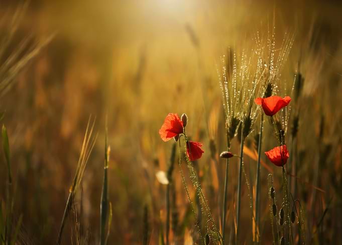 Poppy