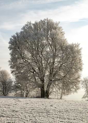 Iced tree winter landscape