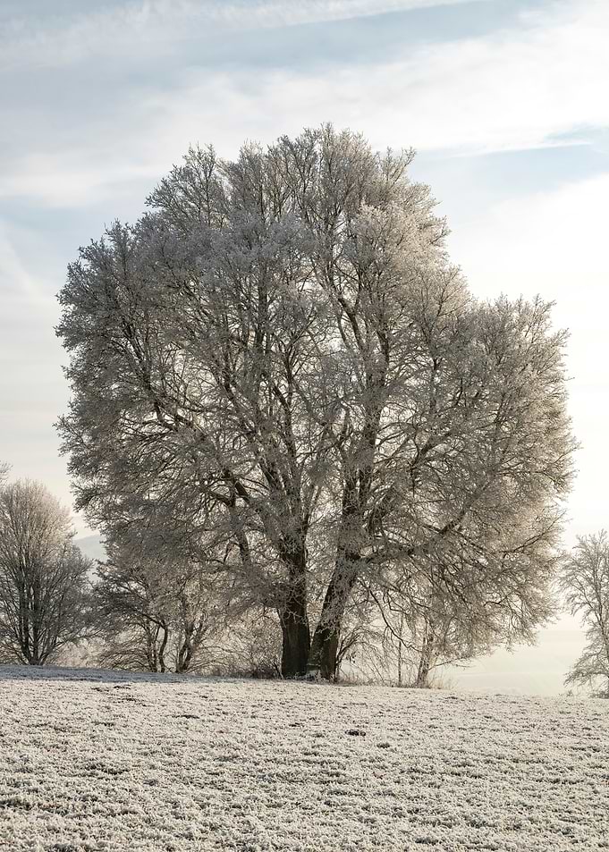 Iced tree winter landscape