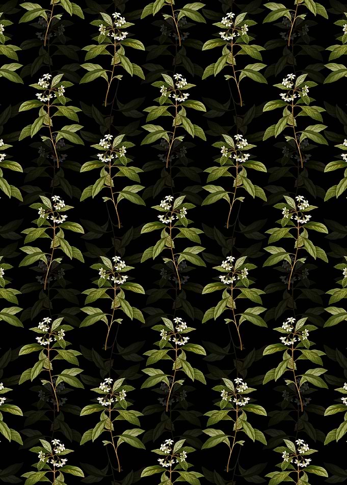 Sweet Pittosporum Branch