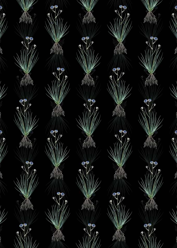 Blue Corn Lily Pattern