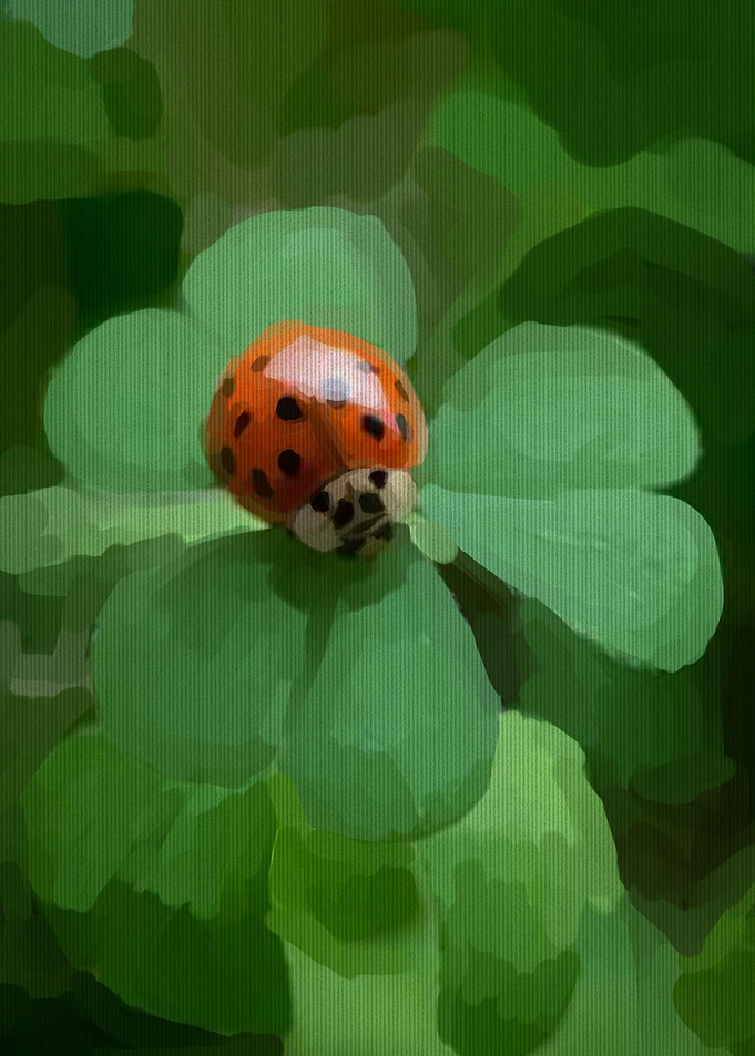 Ladybug