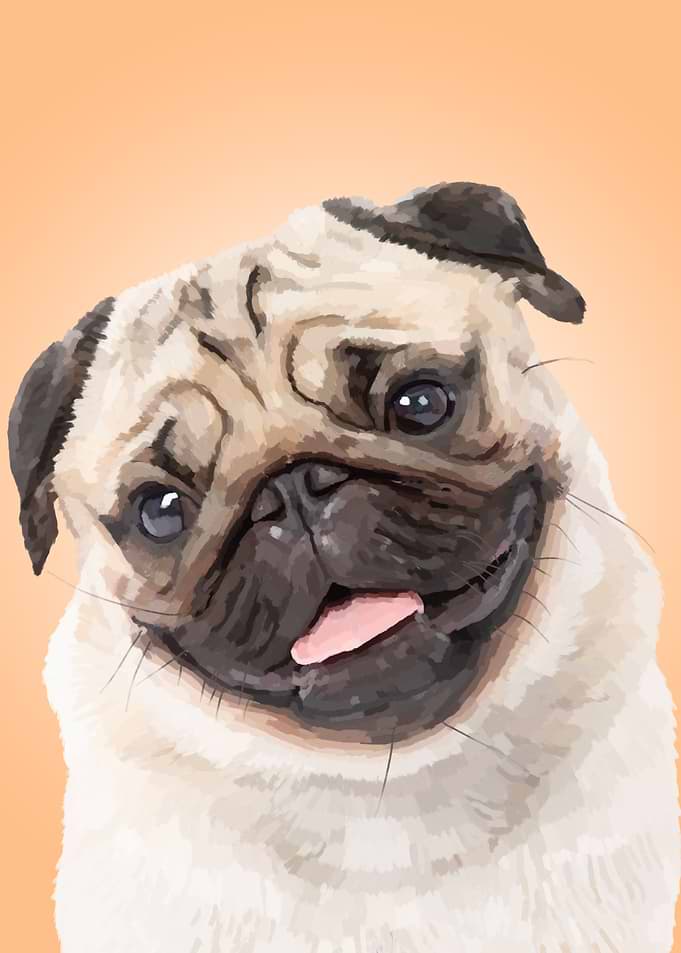 Pug Dog