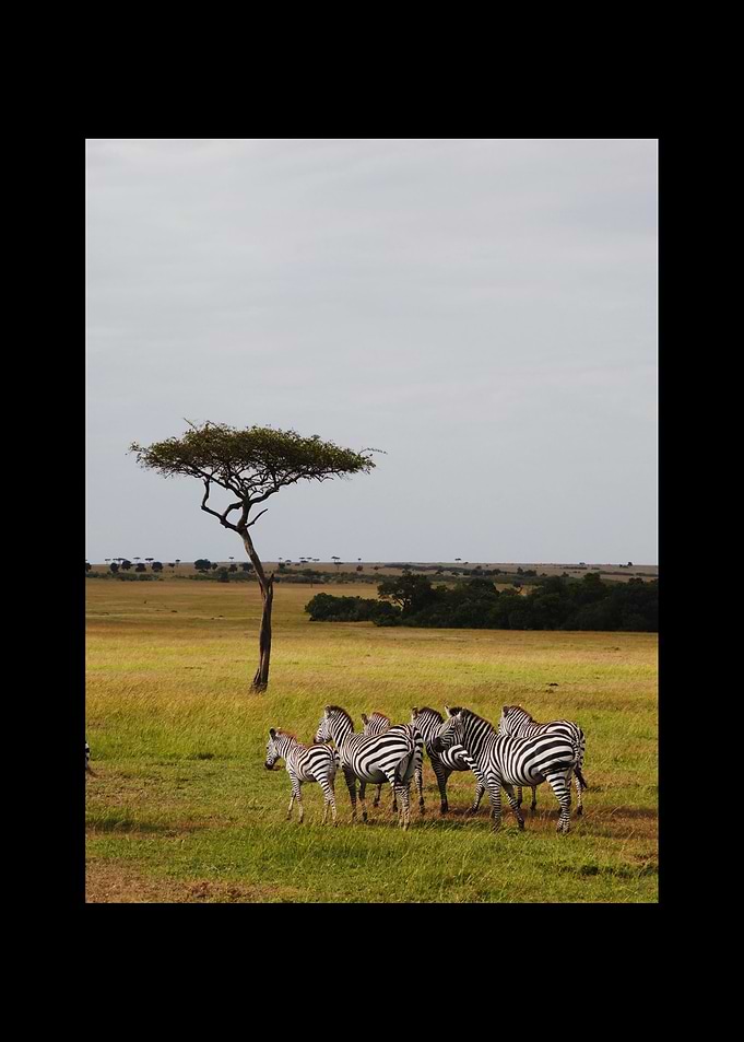 Zebra