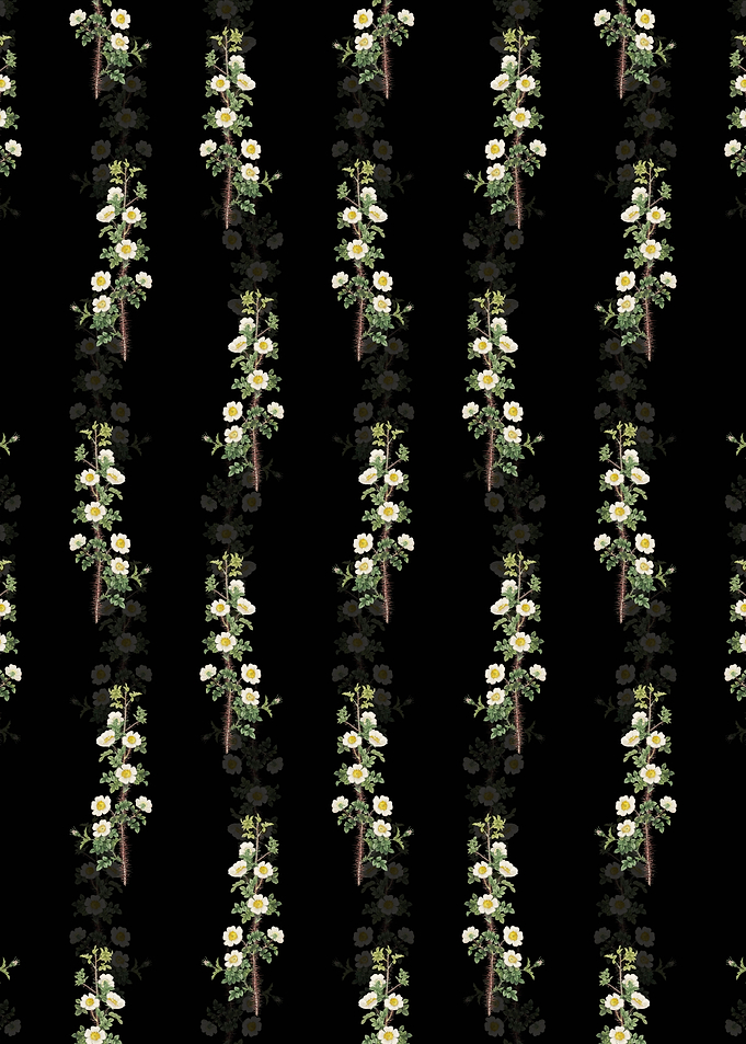 Scotch Rose Bloom Pattern