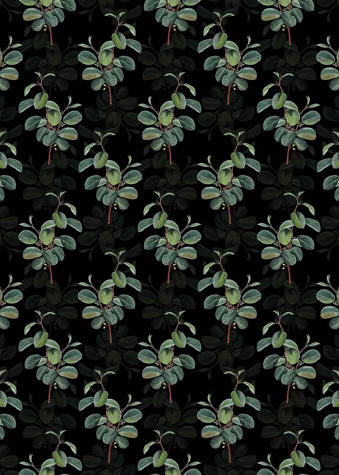 Alpine Buckthorn Plant