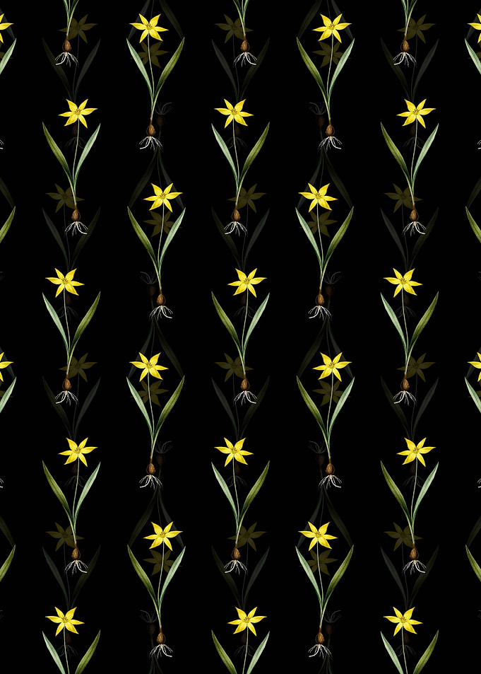 Tulipa Celsiana Pattern