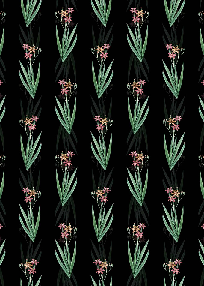 Blackberry Lily Pattern