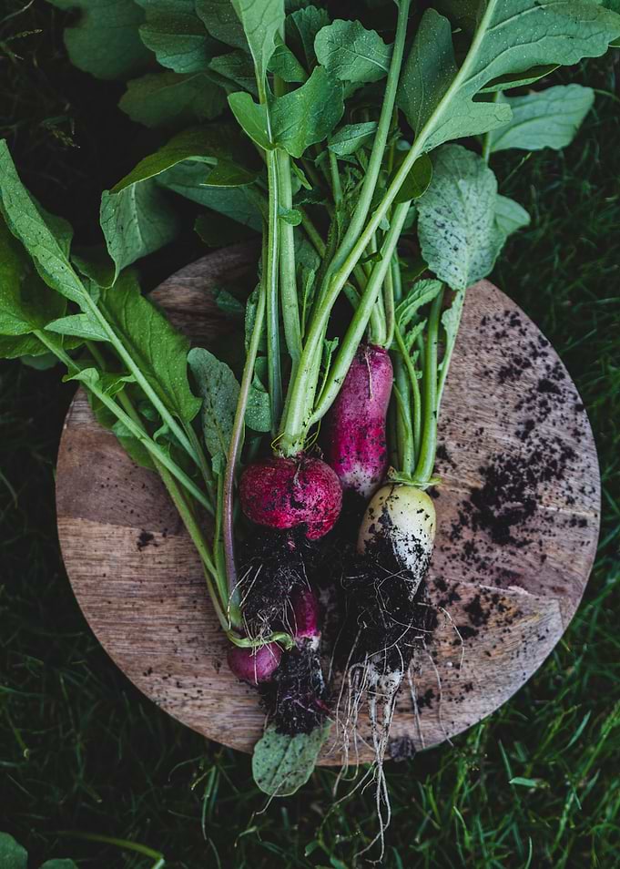 Radishes