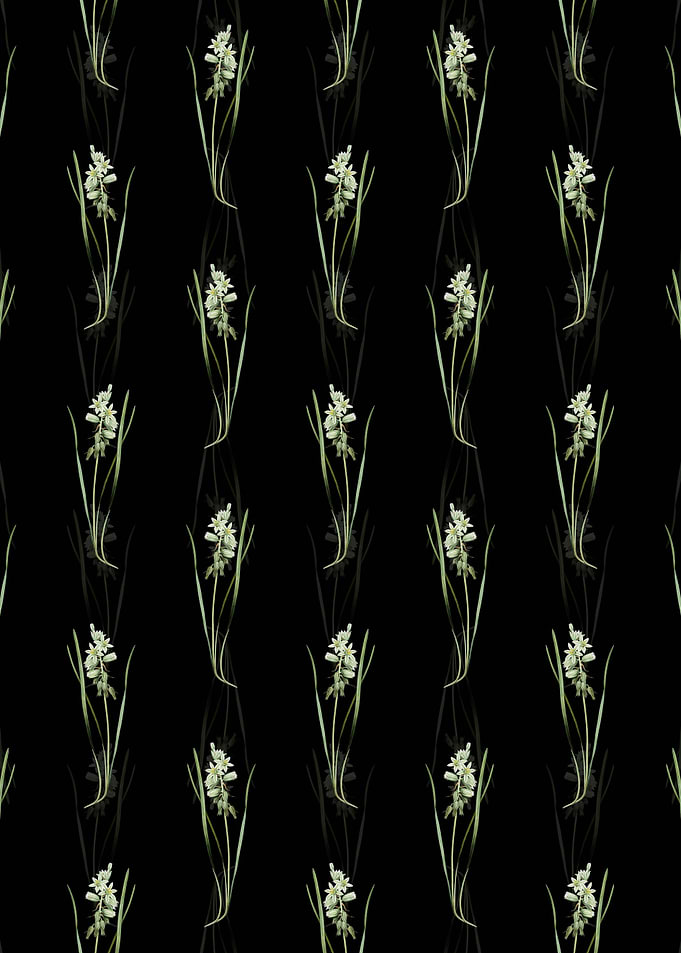 Drooping Star of Bethlehem