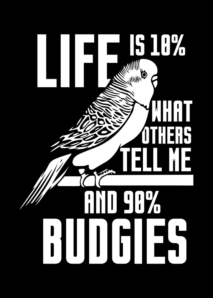 Budgie Budgeriga