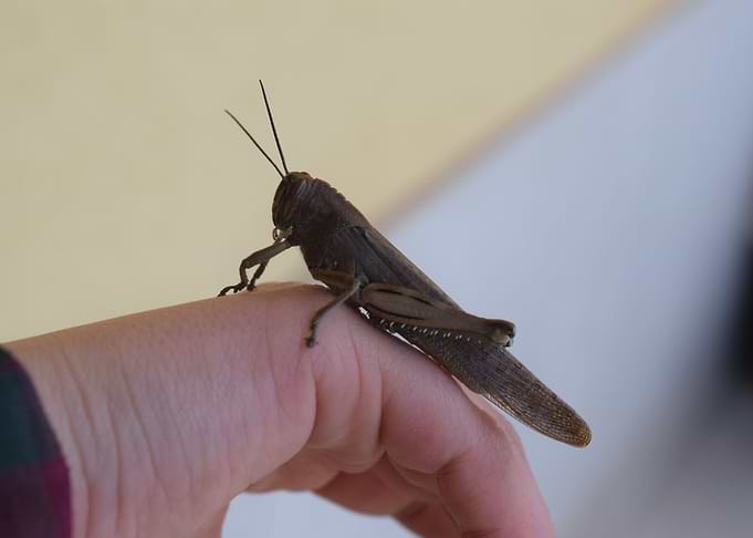 Egyptian locust on hand 1