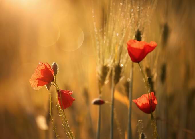 Poppy
