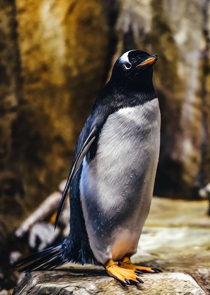 Animal