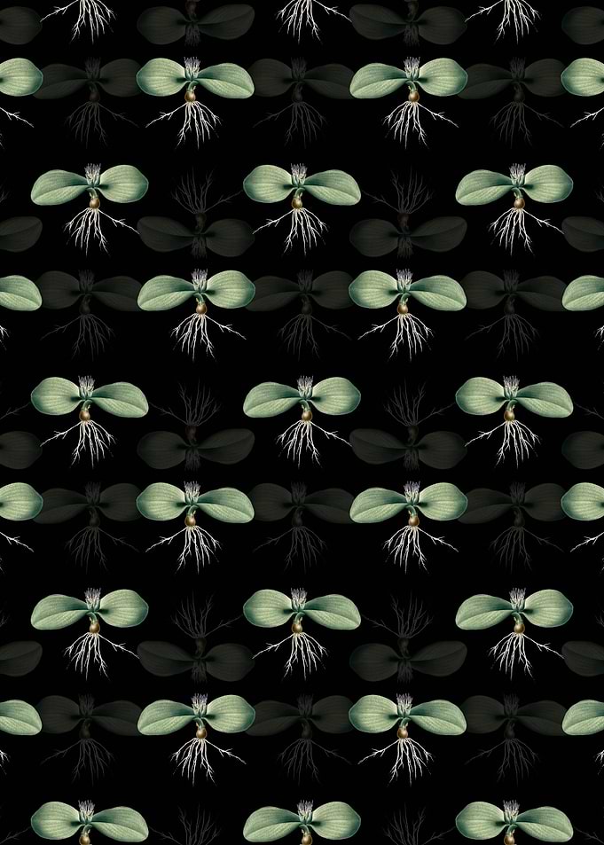 Massonia Pustulata Pattern