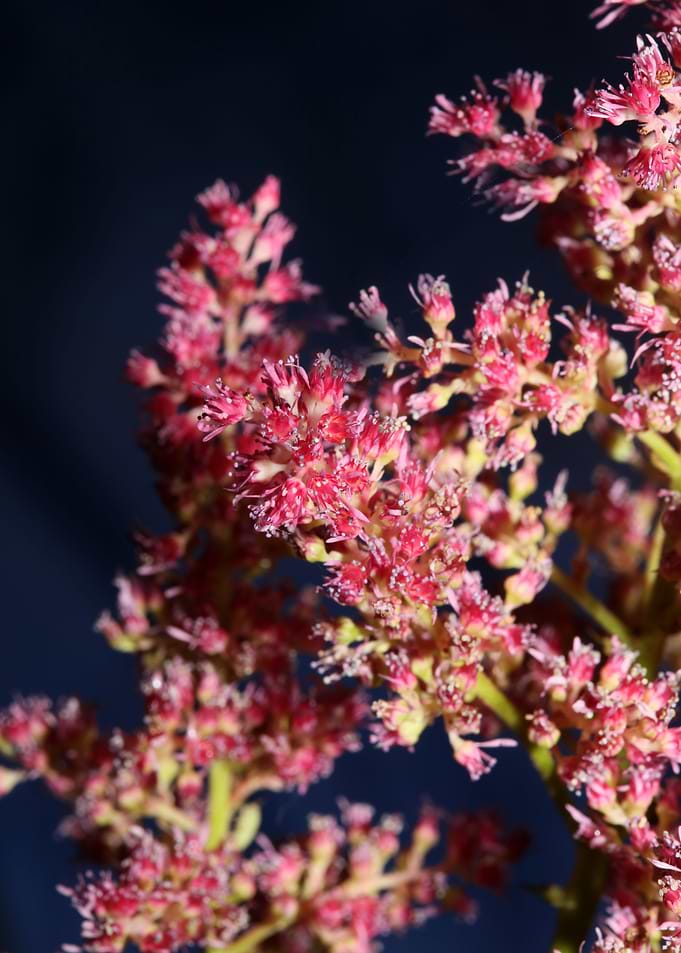 Purple flower blossoming
