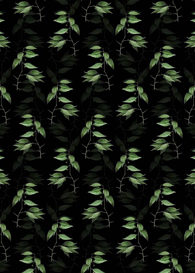 Black European Nettle Tree