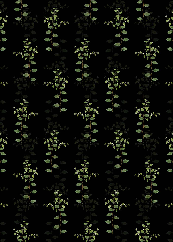 Christs Thorn Pattern