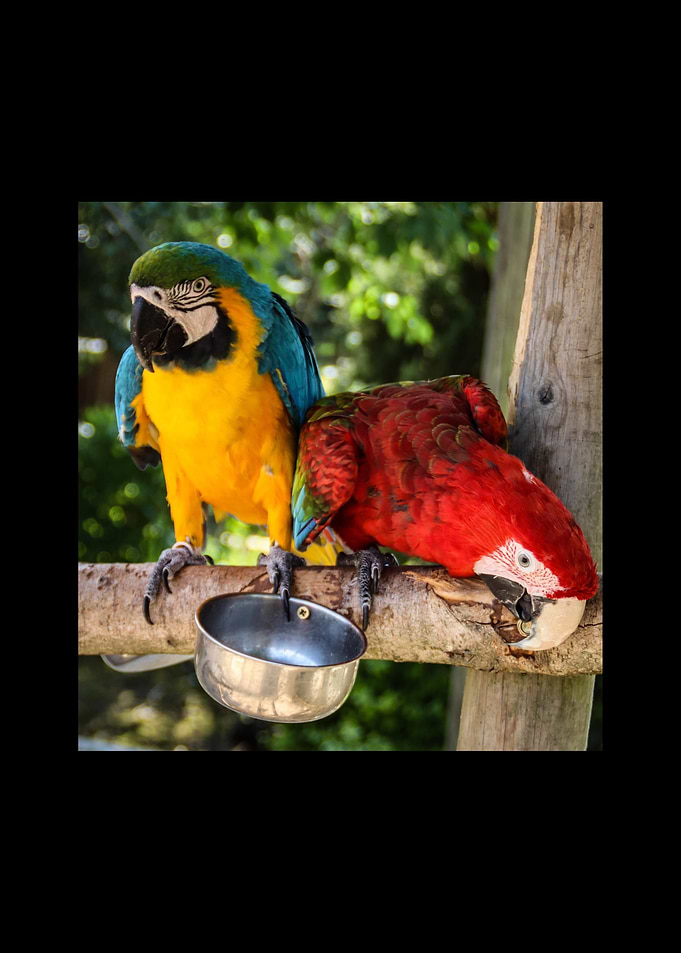 Parrot