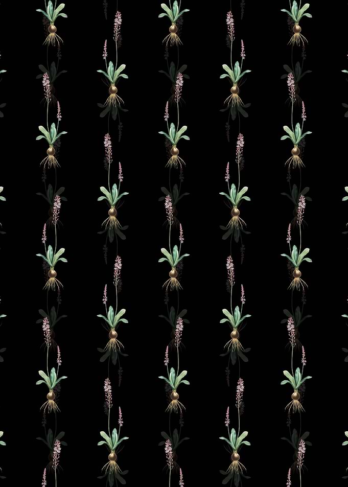 Scilla Obtusifolia Pattern