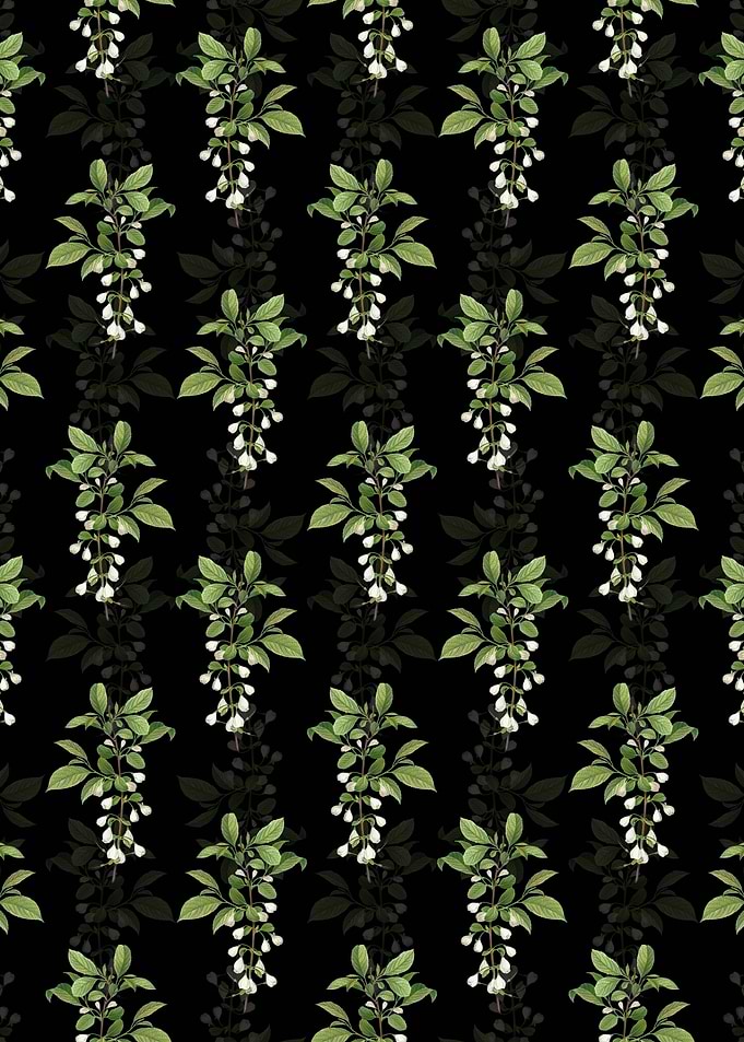 Black Mountain Silverbell