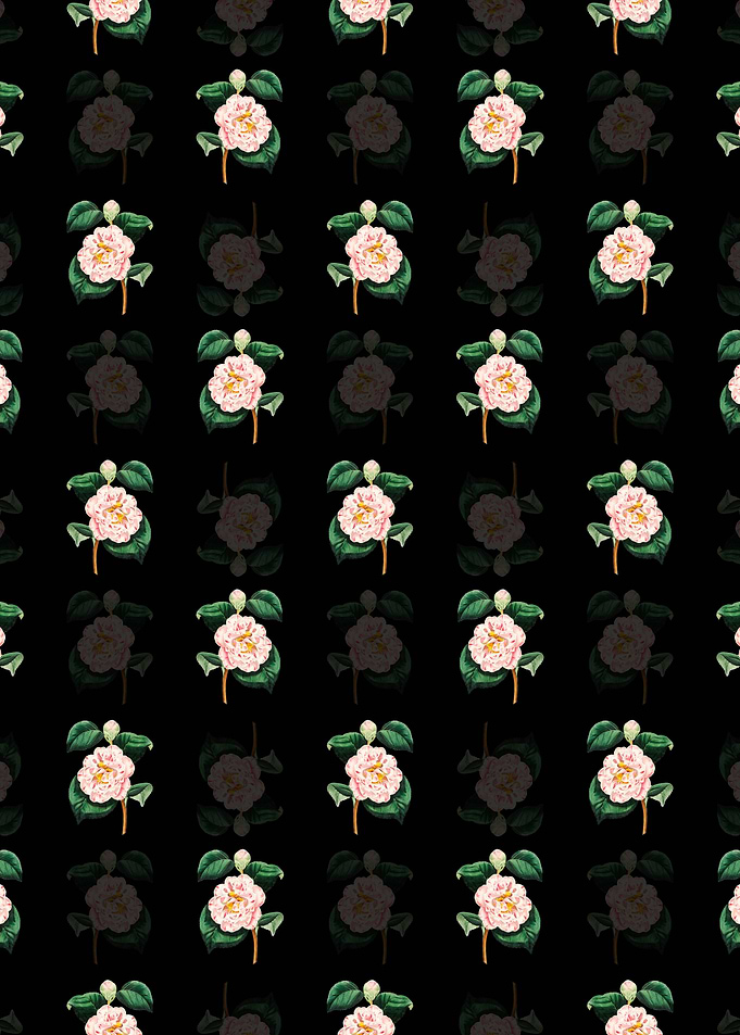 Grays Invincible Camellia