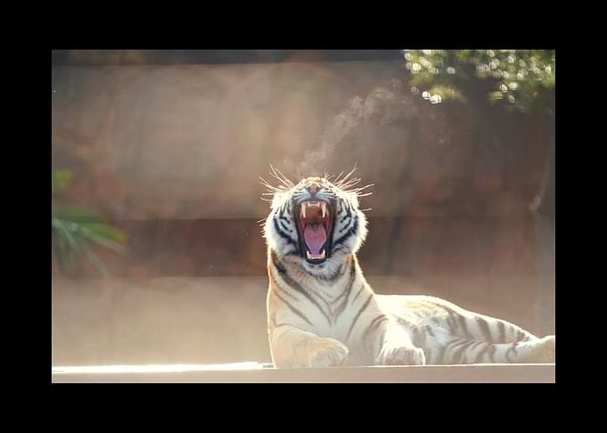 White Tiger