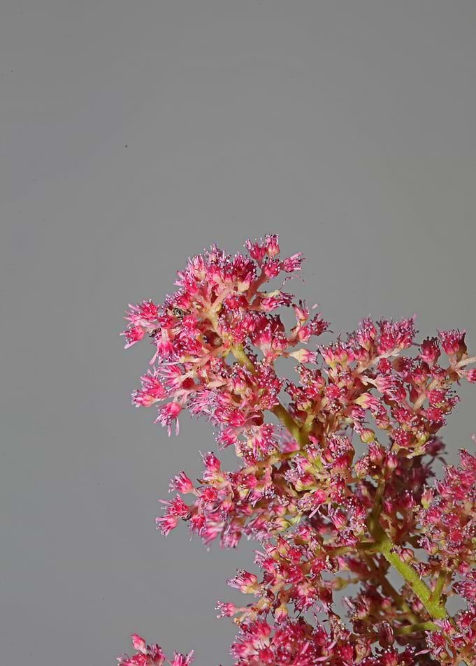 Astilbe flower close up