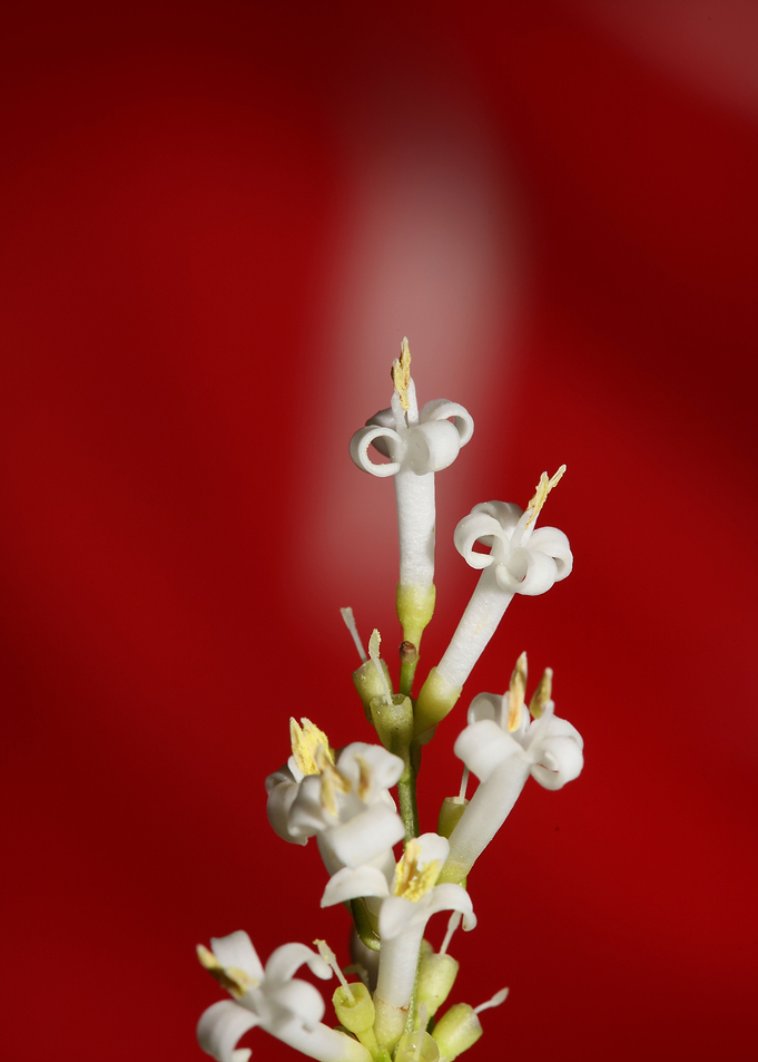 White ligustrum flowering