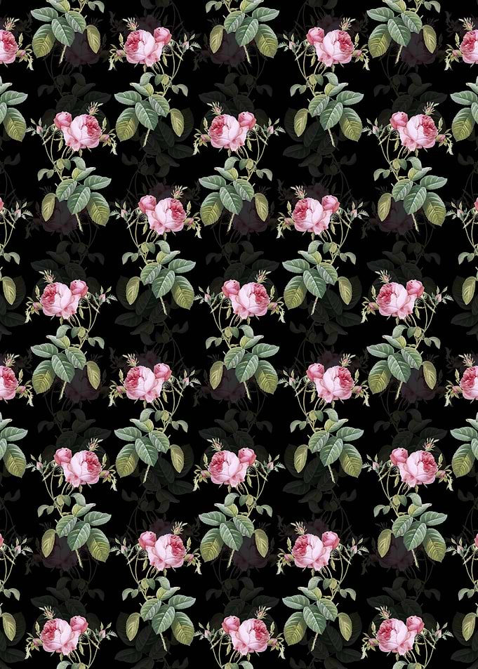 Pink Cabbage Rose de Mai