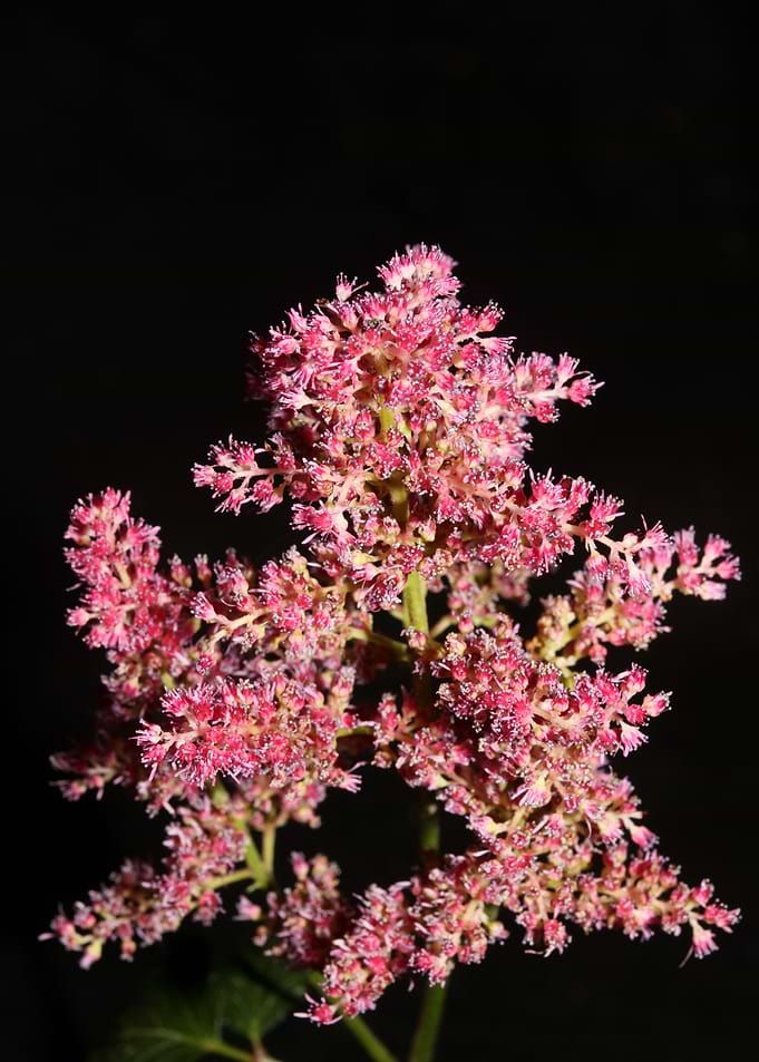 Purple flower blossoming