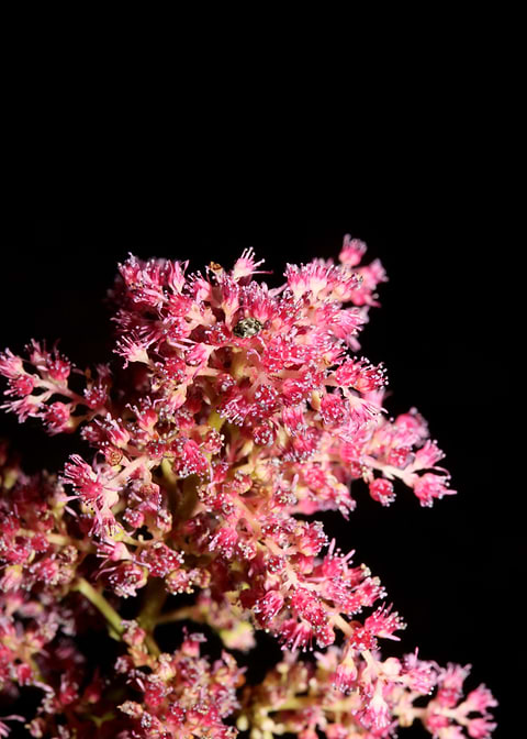 Purple flower blossoming