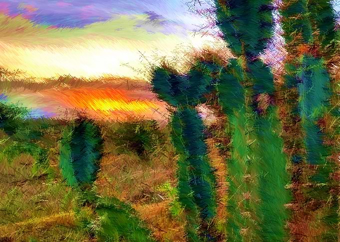 Cactos color
