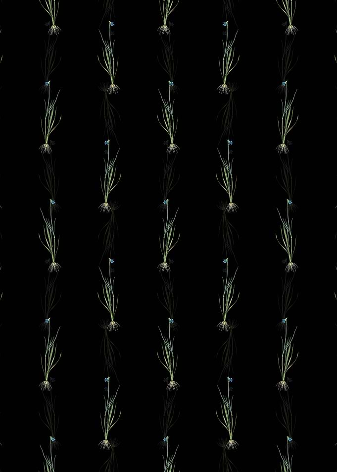 Blue eyed grass Pattern