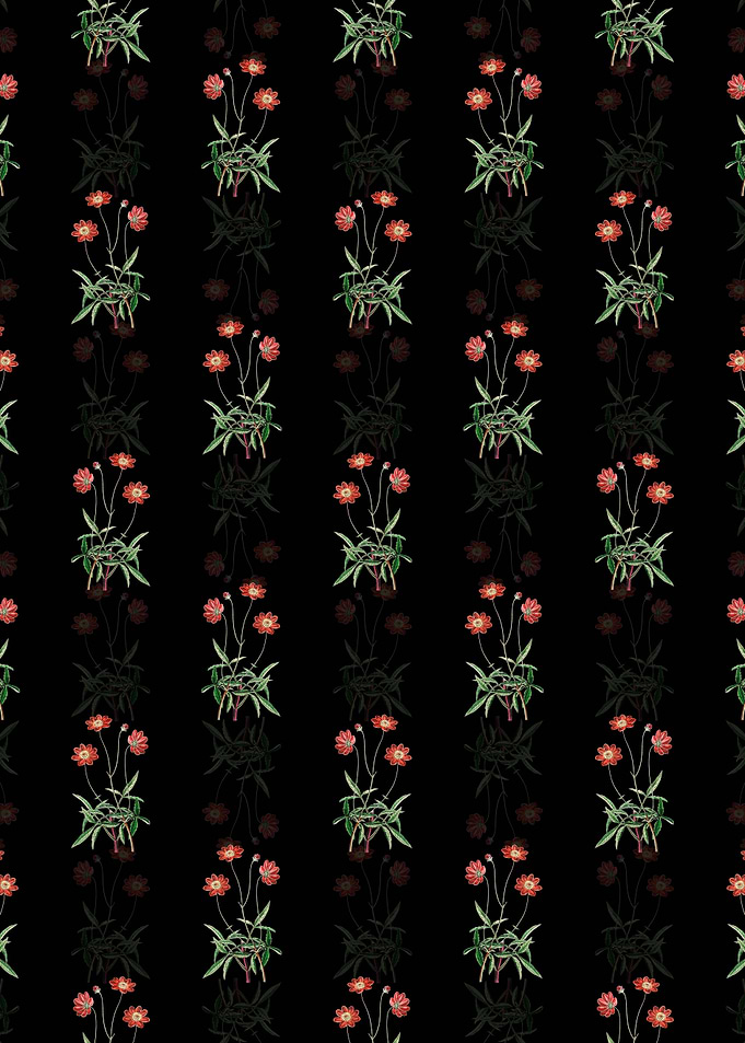 Black Cosmos Flower Branch
