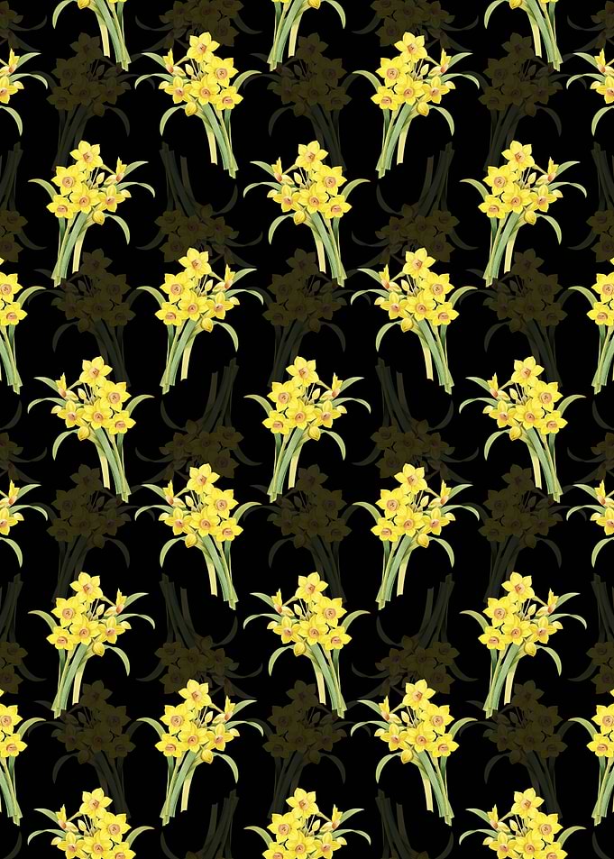 Black Chinese Sacred Lily