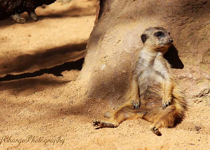 Meercat Sunbathing
