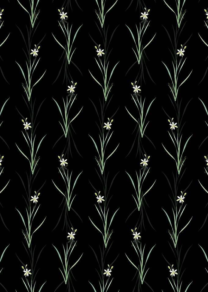 Black Ixia Anemonae Flora